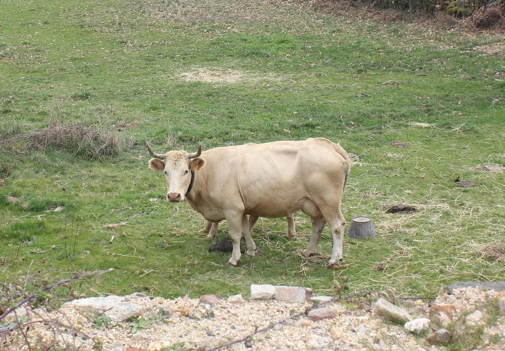 El Payo Casa Rural La Calzada מראה חיצוני תמונה